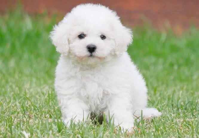 Bichon Frise