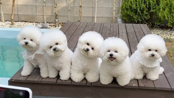Bichon Frise angle 2