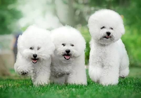 Bichon Frise angle 4