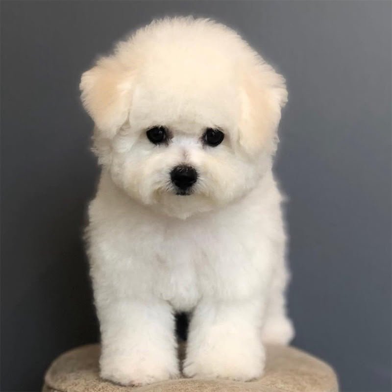 Bichon Frise angle 5