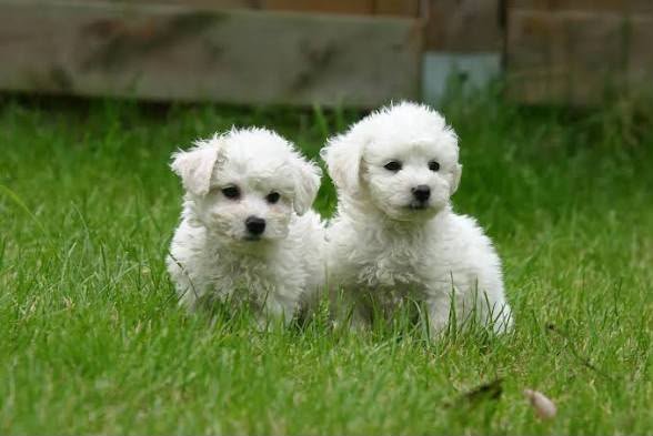 Bichon Frise angle 6