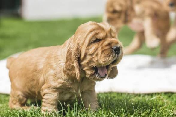 Cocker Spaniel angle 4