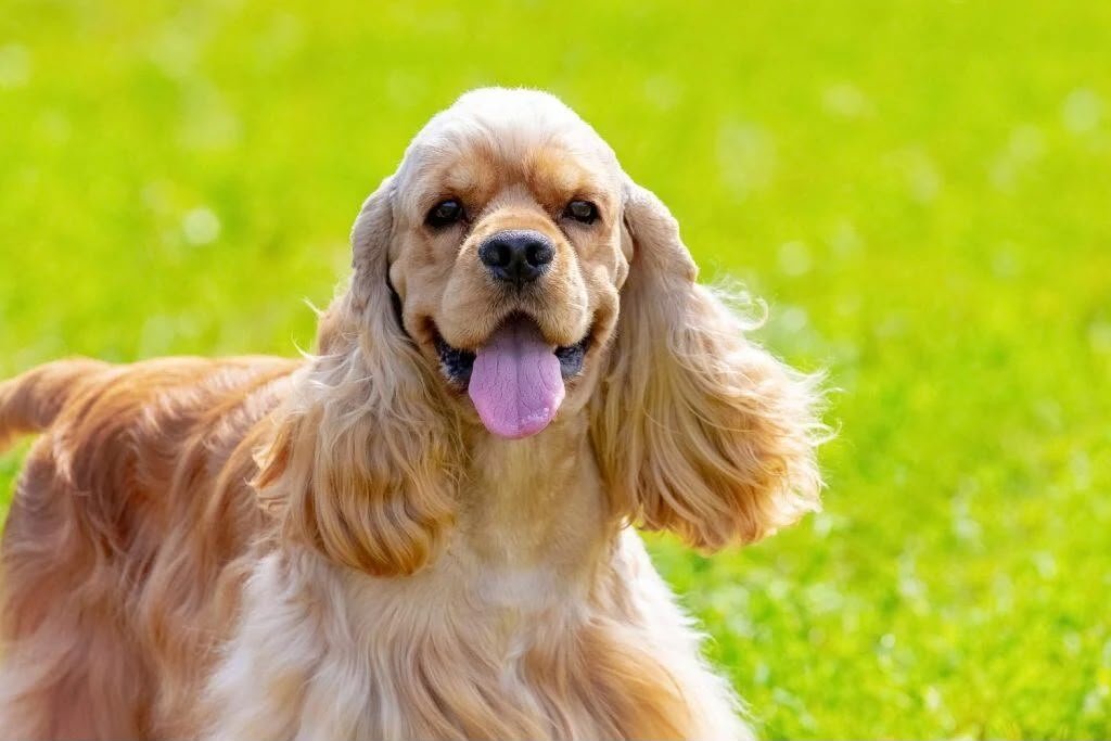 Cocker Spaniel angle 5