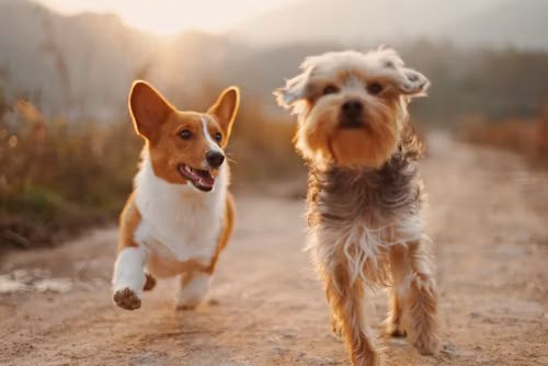 5 Essential Diet Tips for Your Growing Puppy