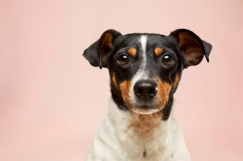 How to Potty Train Your New Dog in 7 Days