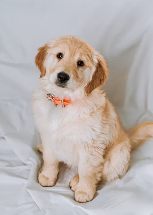 Golden Retriever vs Siberian Husky: Which Breed is Right for You?